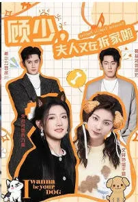 顾少，夫人又在拆家啦爽文短剧简介